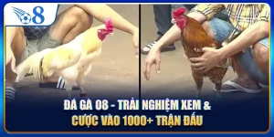 Đá Gà O8 - Trải Nghiệm Xem & Cược Vào 1000+ Trận Đấu
