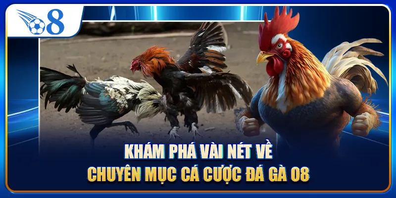 Khám phá vài nét về chuyên mục cá cược đá gà O8