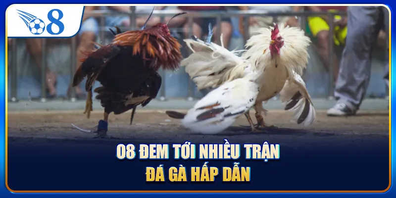 O8 đem tới nhiều trận đá gà hấp dẫn